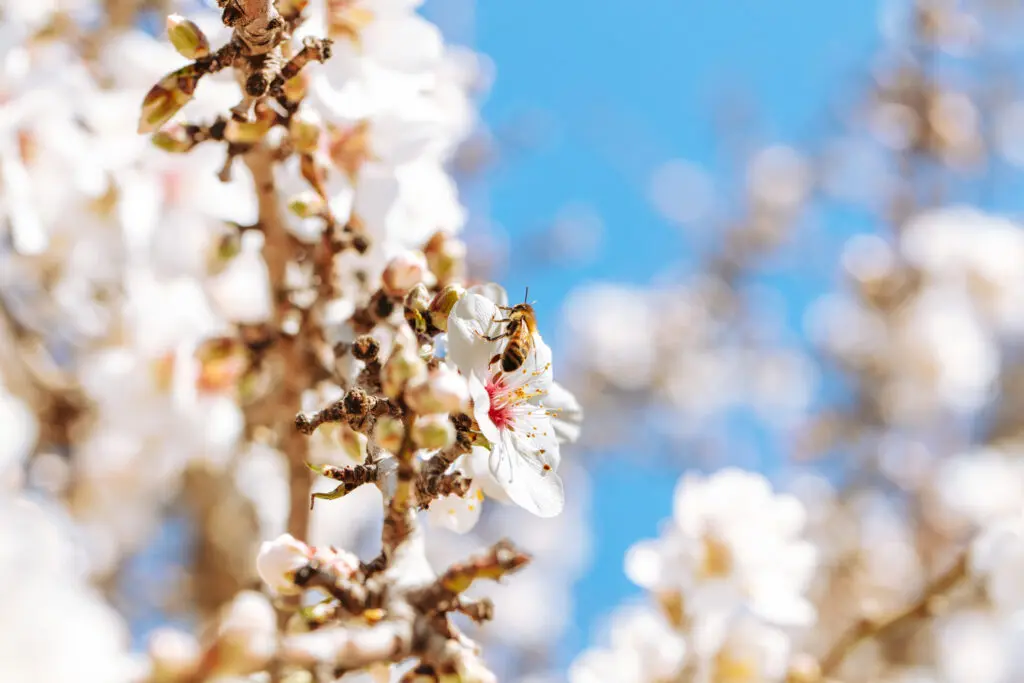 Bee Sitting on a Almond Tree Branch - Latest energy- and resource-efficient technologies